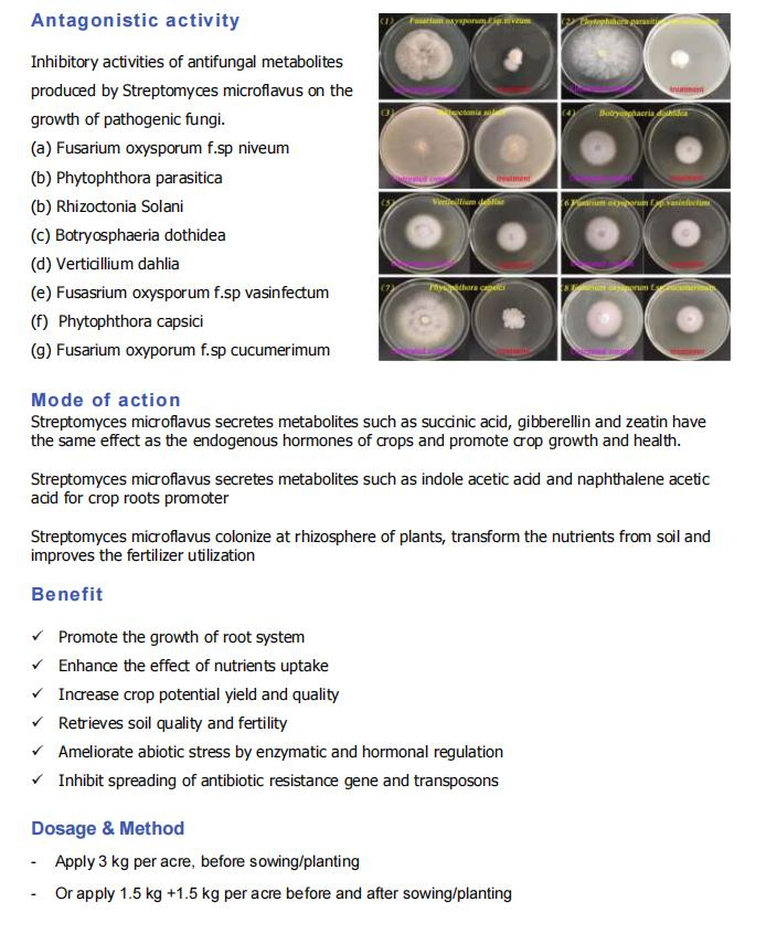 Producing Nematode Control Prevention of Soil Borne Diseases Improving Quality Streptomyces Microflavus