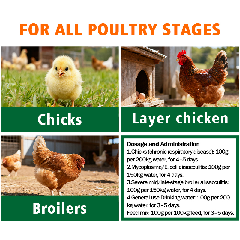 Poultry Respiratory Agent Airsacclear - Viral/Bacterial Airsacculitis Control for Chicken