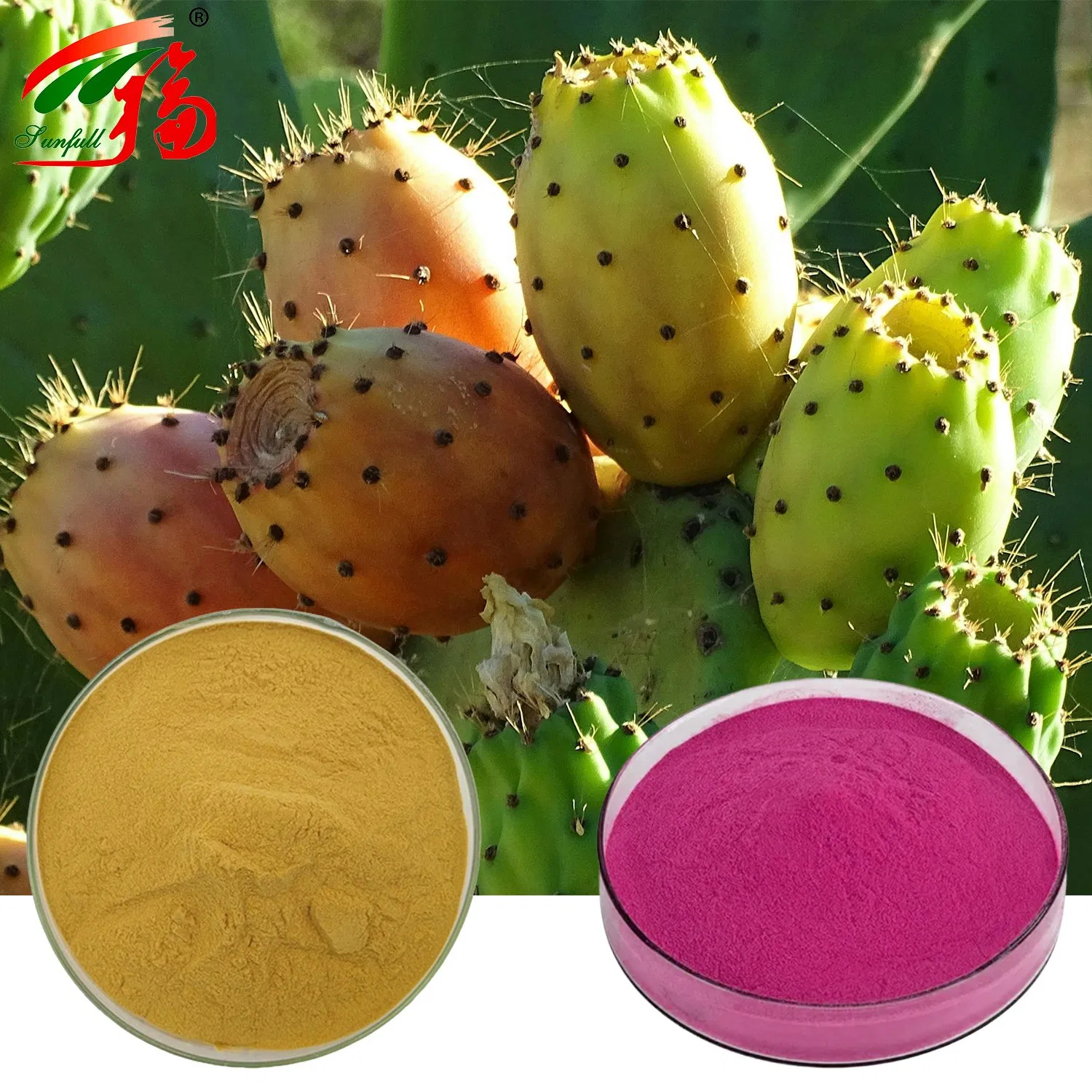 Cactus Extract 10% Polysaccharides for Weight Management Lose Weight