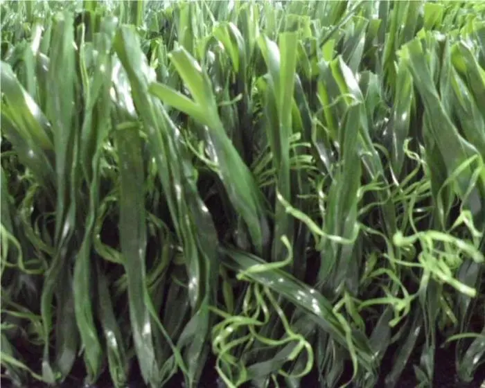Buy Artificial Baseball Turf manufacturer Product, Factories
