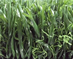 Buy Artificial Baseball Turf