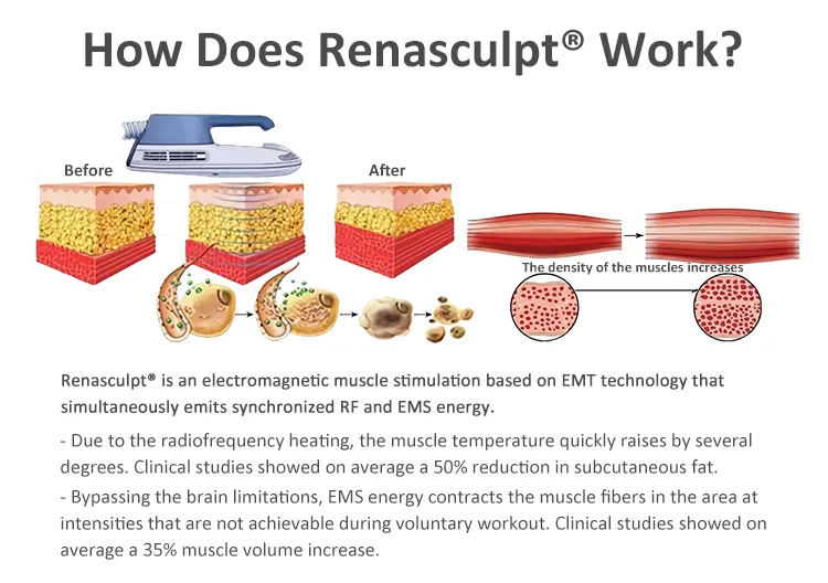 Muscle and Fat Results