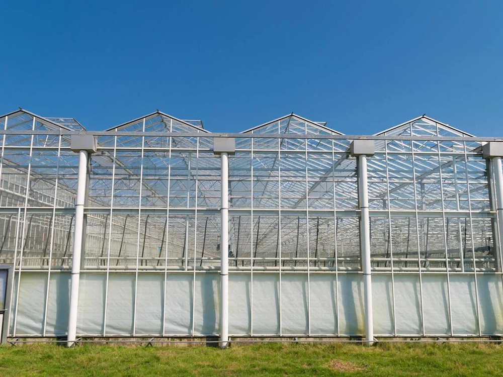 Flower cultivation