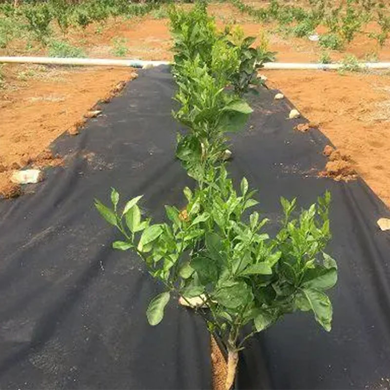 Heavy-Duty 100G/M2 Weather-Resistant Garden Fabric for Outdoor Use