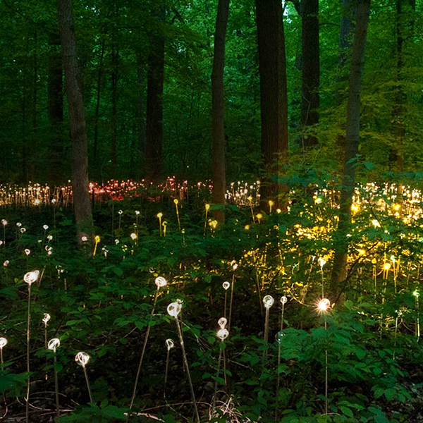 LED Outdoor Landscape Solar Garden Light with Fiber Optic Spike Ball &amp; Transparent Flower Light IP68 Rating