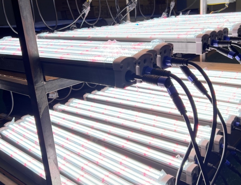 IP66 Under Canopy Led Grow Light 150W 4ft LED Lm301h Lm281b Osr Red Indoor Plants Tube Under Canopy Light Planta De Luz