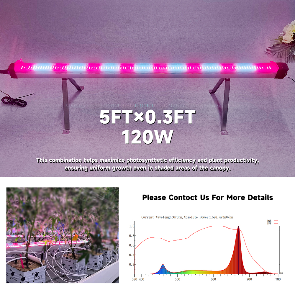 MAKSDEP R6W R8W Dimmable 120W Full Spectrum Canopy LED Grow Light Deep Red IR for Samsung Bloom Application Undercanopy and