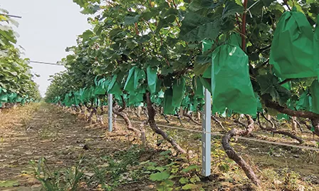 steel vineyard posts