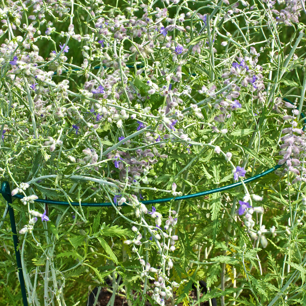 Plant Support