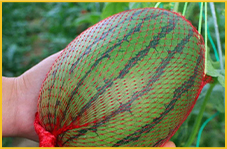 plastic chicken wire