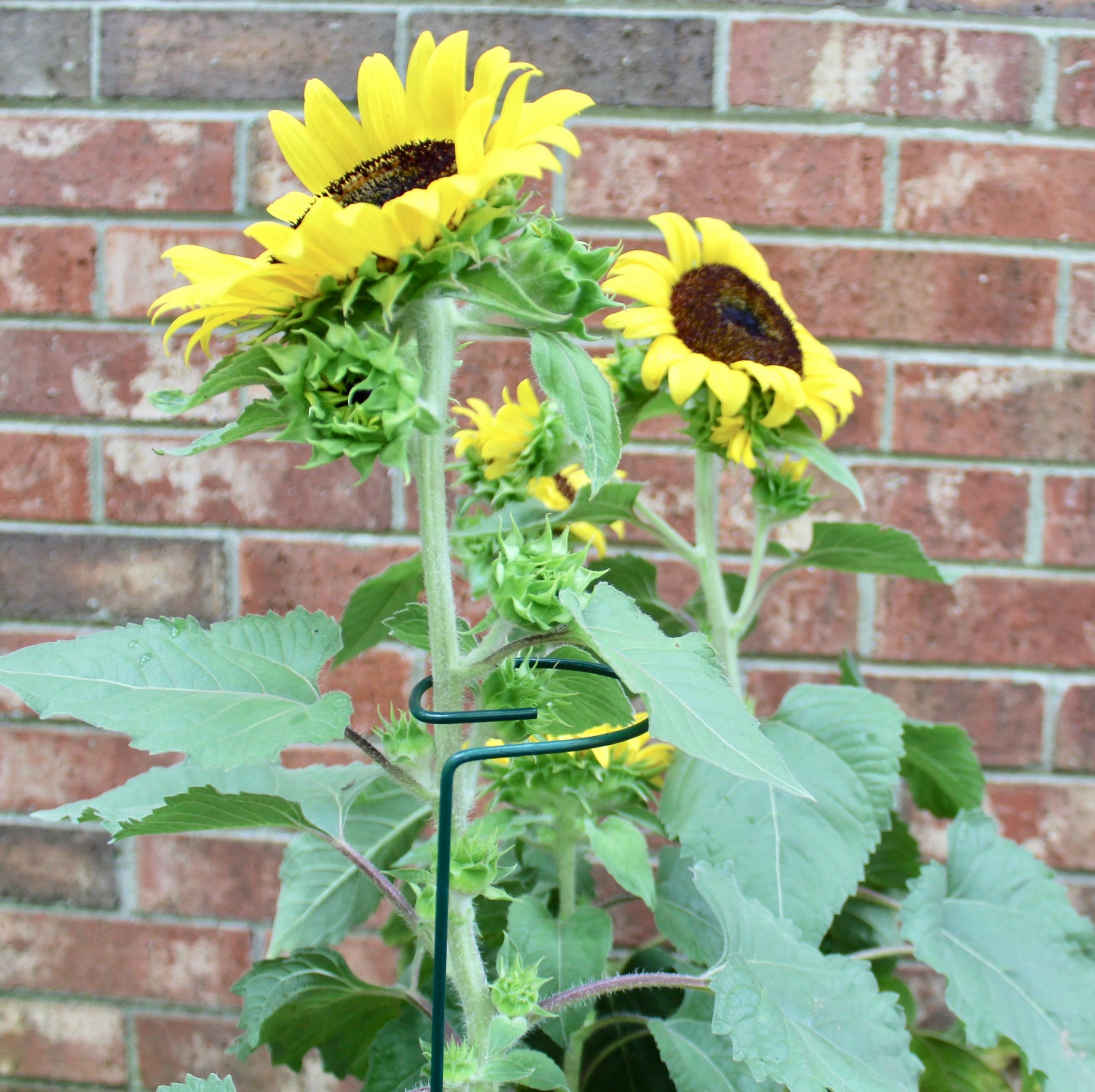 Plant Support