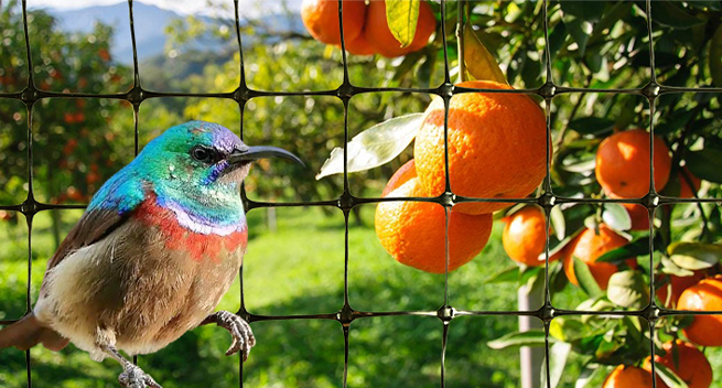 plastic chicken wire