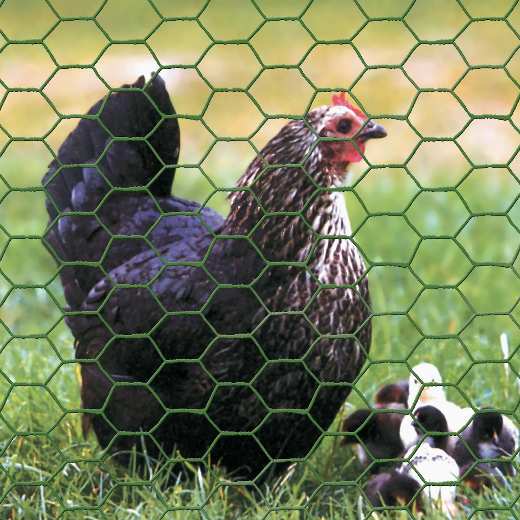 Hexagonal Wire Netting