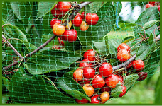 plastic coated wire mesh
