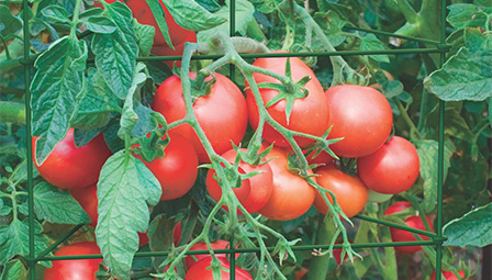 types of tomato trellis 3