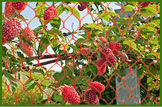plastic chicken wire mesh
