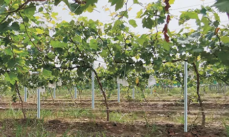 vineyard trellis posts for sale