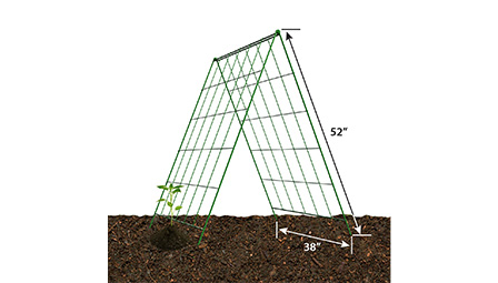 types of tomato trellis 2