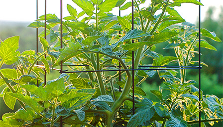 types of tomato trellis 1