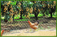 heavy duty plastic mesh fencing