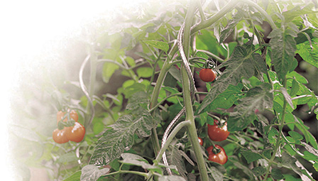 metal spiral tomato stakes
