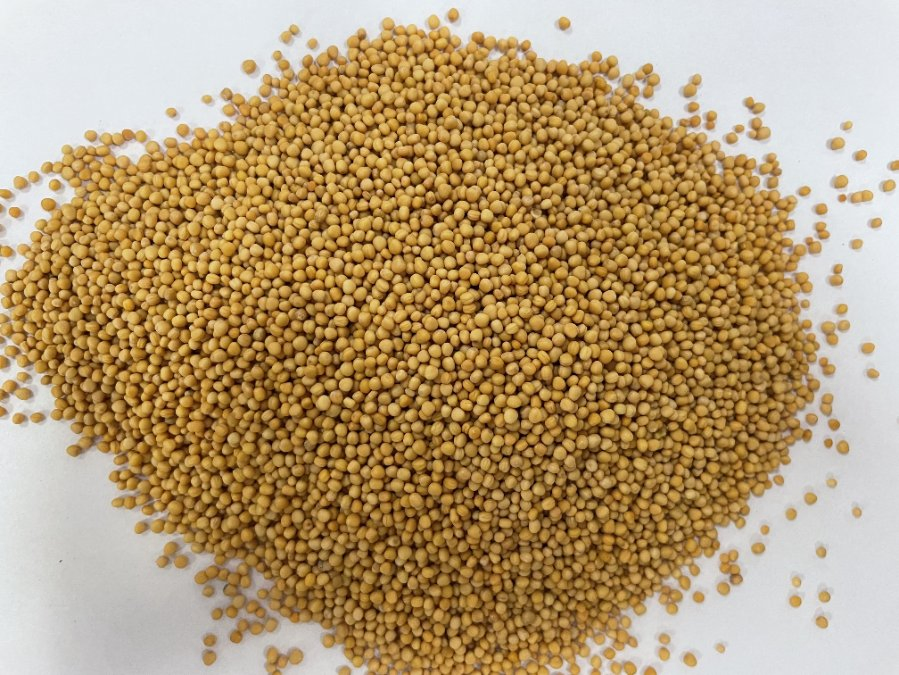 Chest Flank Pain Herbal Medicine Jie Zi Sinapis Semen