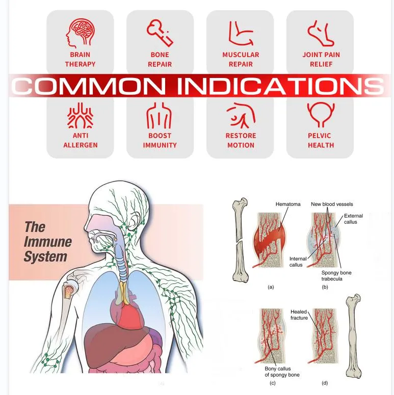 Anatomy Indications