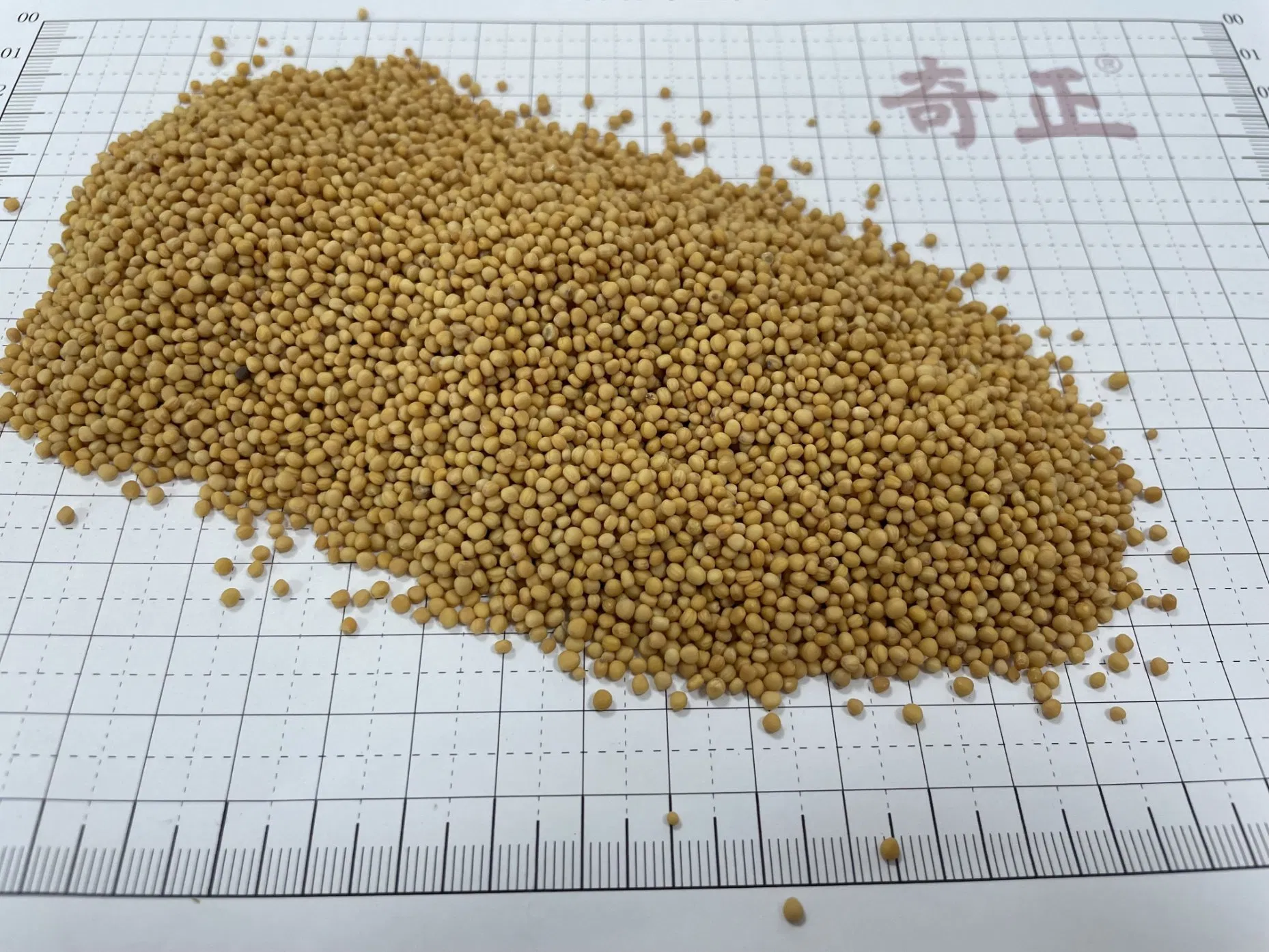 Chest Flank Pain Herbal Medicine Jie Zi Sinapis Semen