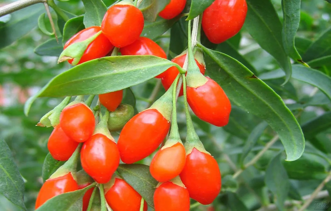Organic Goji Berry Healthy Product