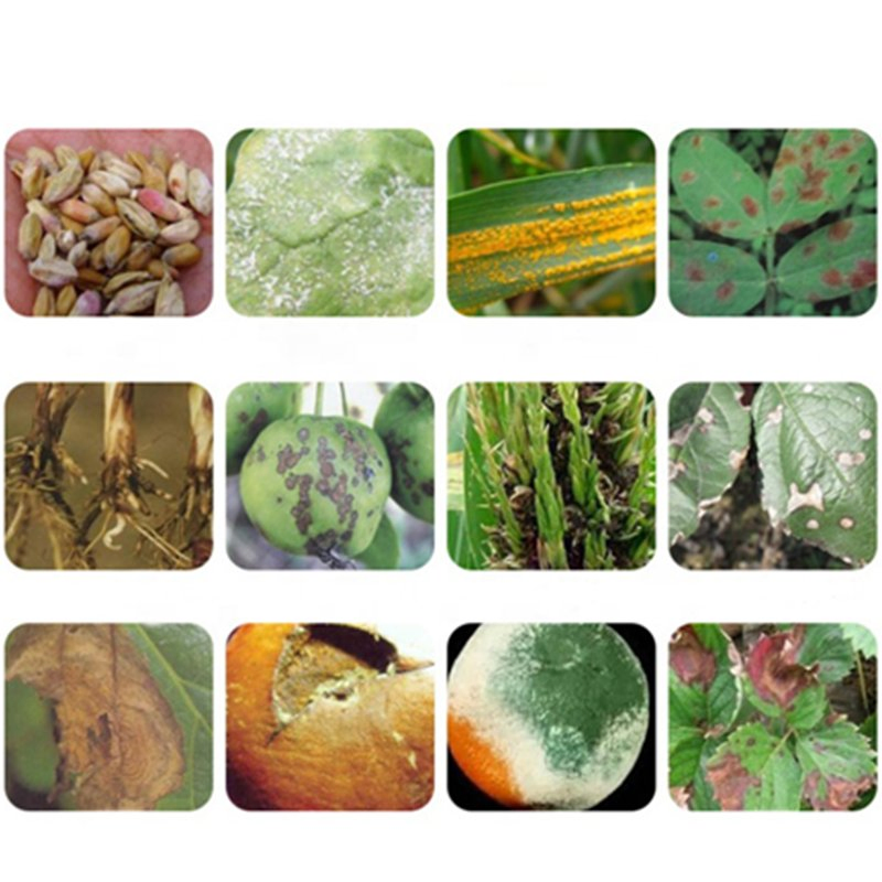 Benalaxyl 96%Tc 25%Wp 35%Wp 25%Ds 35%Ds Fungicide &amp; Bactericide