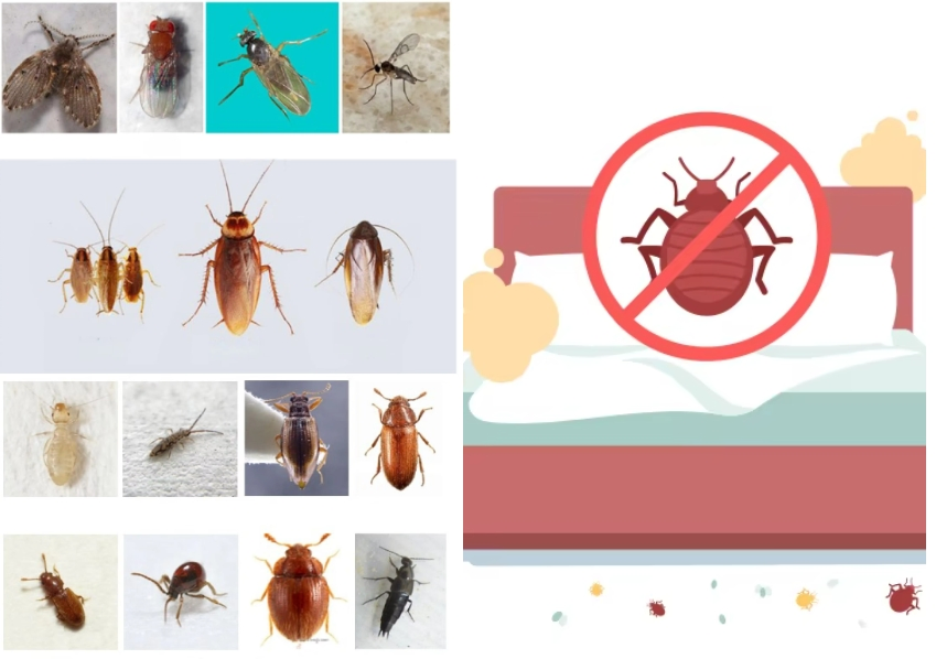 Lambda-Cyhalothrin 5% Wp Household Insecticide Cockroach &amp; Crawling Pest Control Kenvos Public Hygiene