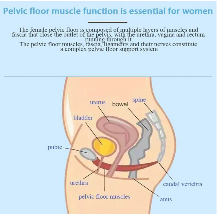 Pelvic Floor Care