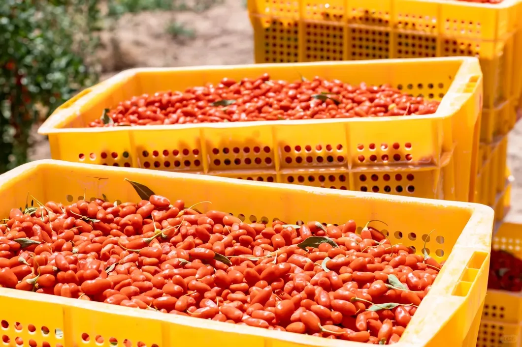 Goji Berries Quality