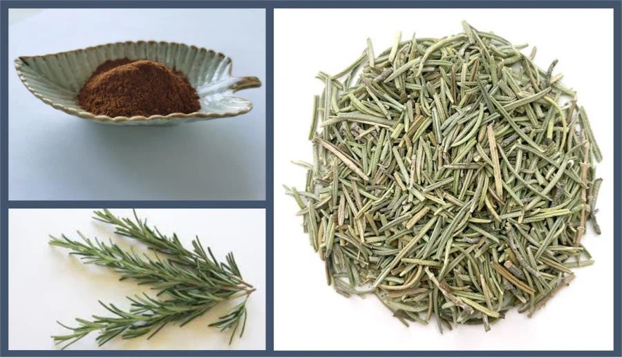 Natural Antioxidant Food Grade Herbal Extract 20% 30% 10:1 Rosmarinic Acid Rosemary Leaf Extract Powder in Bottle