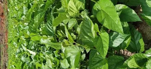 High-Quality Mulberry Leaf Powder for Weight Management and Wellness