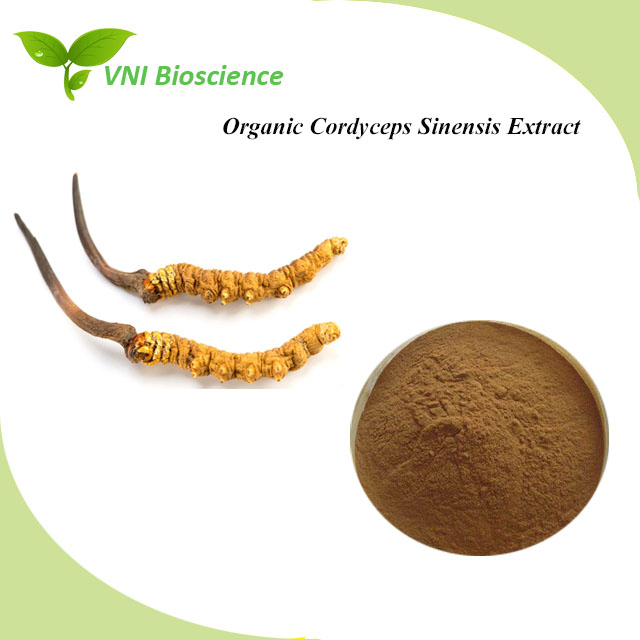 Halal Kosher Certified 100% Natural Organic Cordyceps Extract