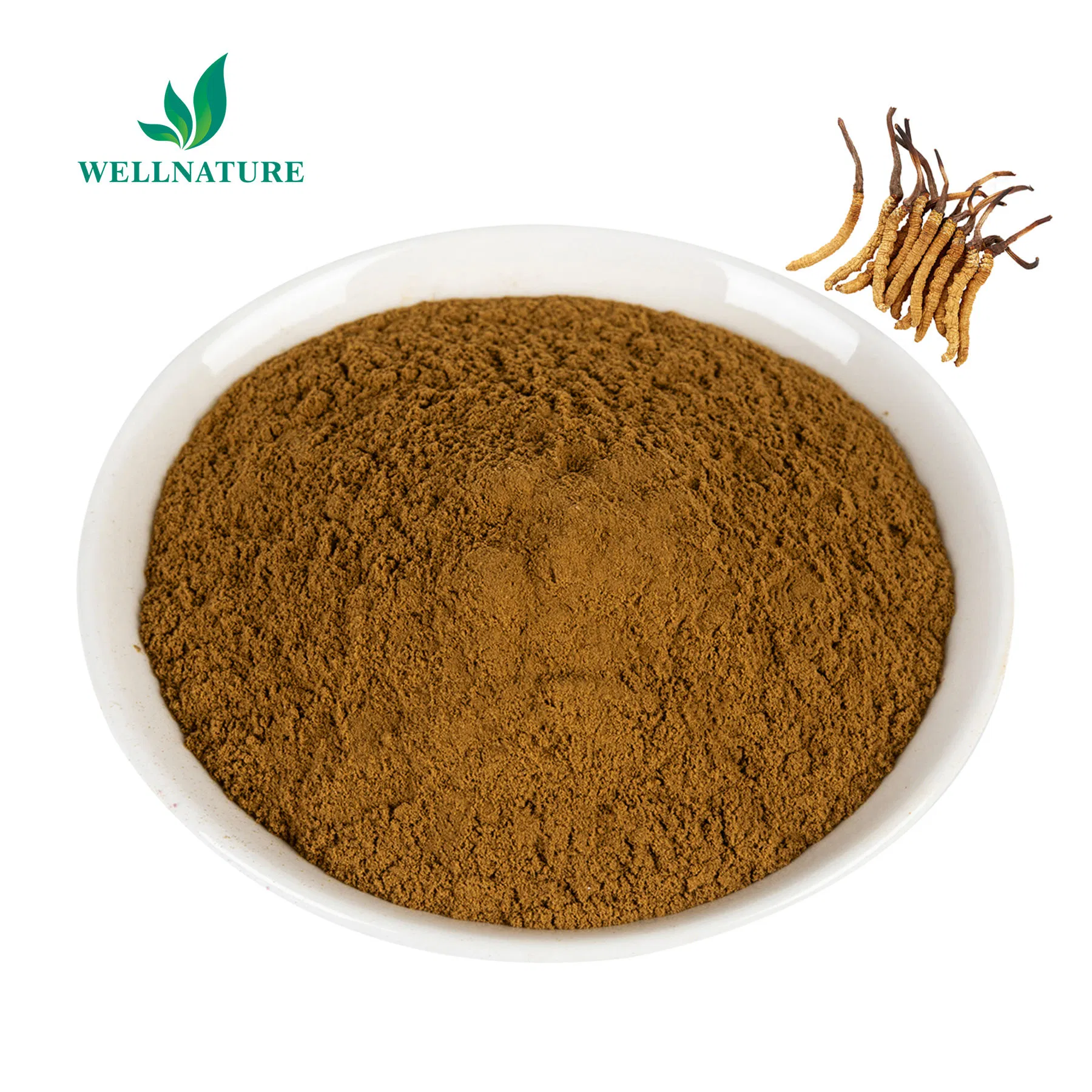 Traditional Adaptogen for Immune Modulation, Fatigue Reduction and Vitality Enhancement Sinensis Cordyceps Extract