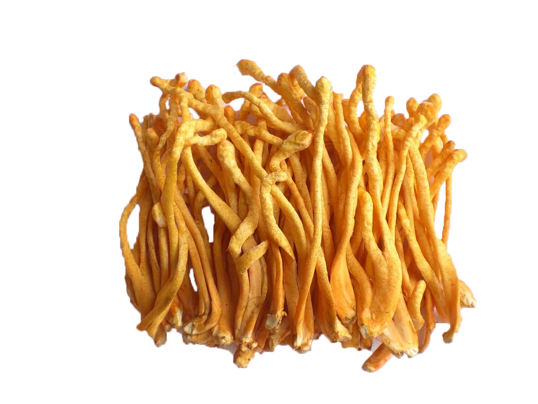 Traditional Adaptogen for Immune Modulation, Fatigue Reduction and Vitality Enhancement Sinensis Cordyceps Extract