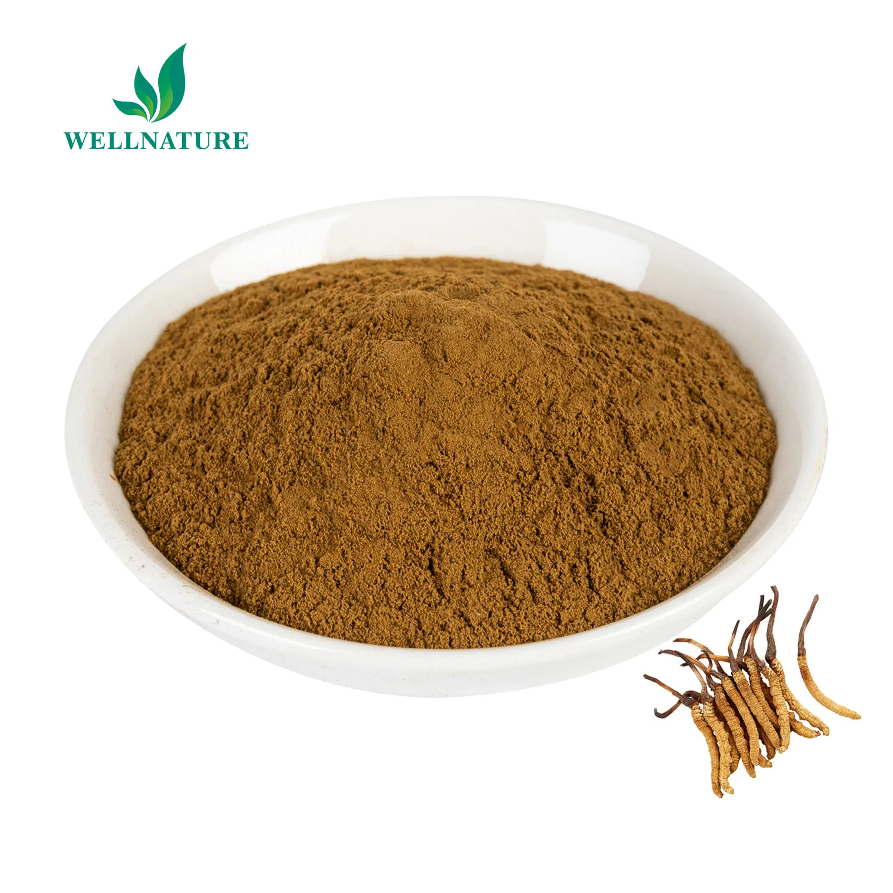 Traditional Adaptogen for Immune Modulation, Fatigue Reduction and Vitality Enhancement Sinensis Cordyceps Extract