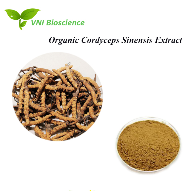 Kosher Halal Certified 100% Natural Cordycepin Organic Cordyceps Sinensis Extract