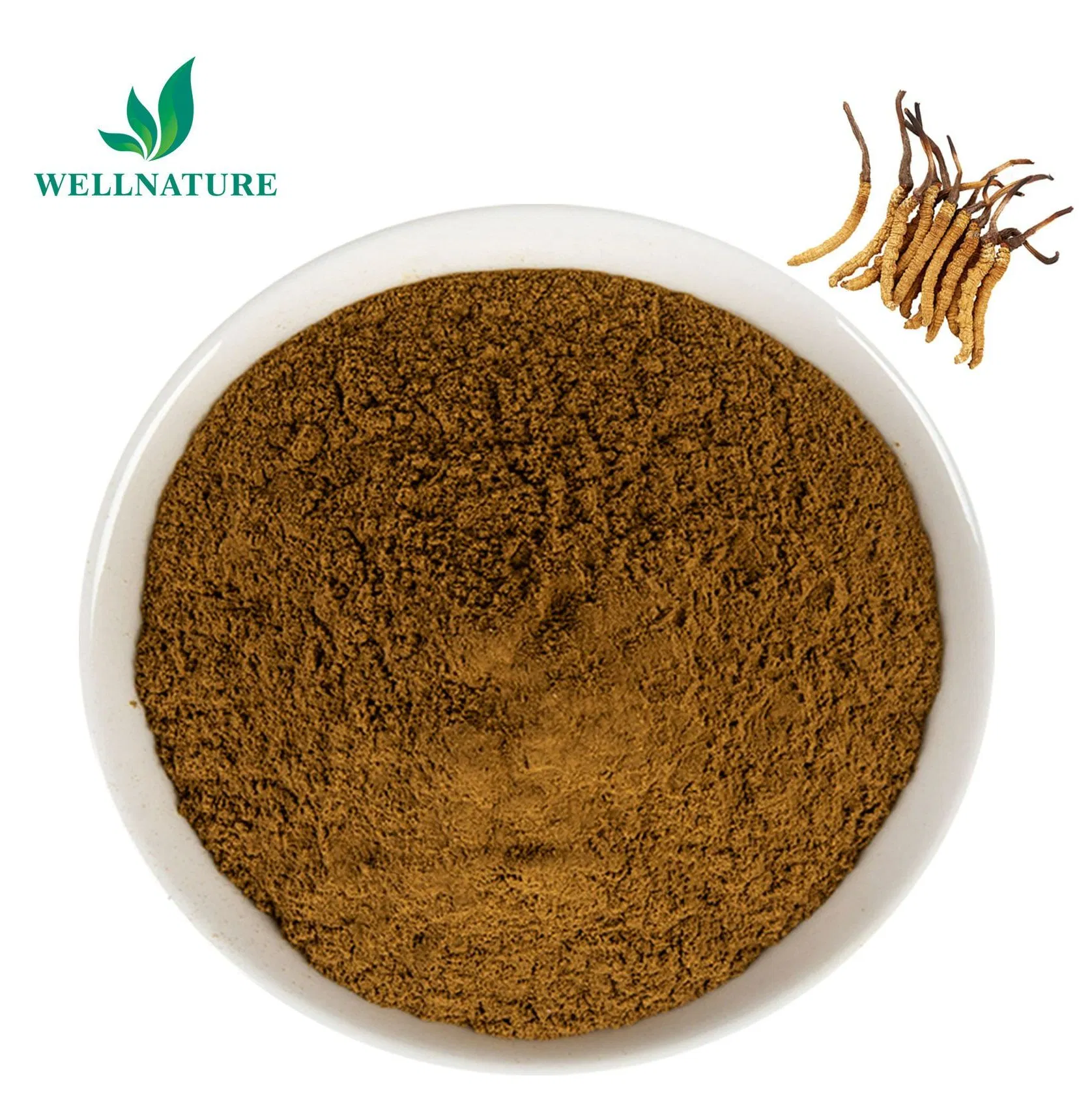 Traditional Adaptogen for Immune Modulation, Fatigue Reduction and Vitality Enhancement Sinensis Cordyceps Extract