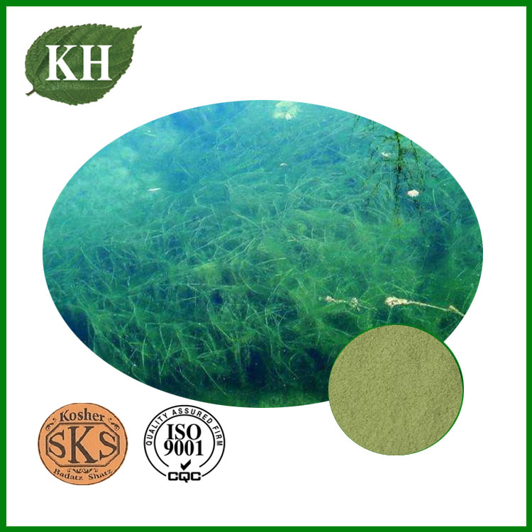 100% Natural Protein Food Grade/Feed Grade Spirulina Powder