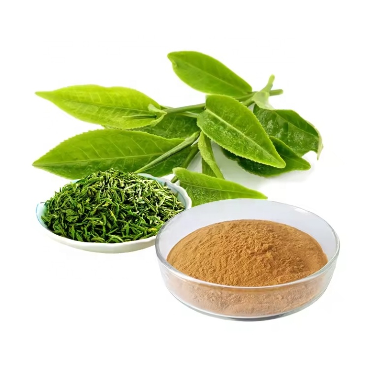Camellia Sinensis Green Tea Leaf Extract for Antioxidant Rich Health Supplements and Skincare Product Formulations