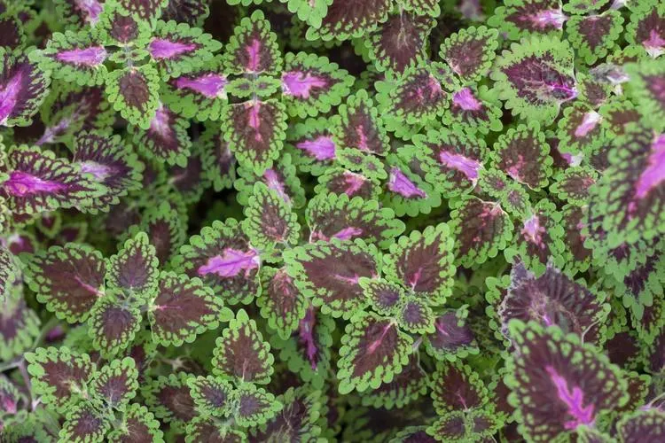 Premium Forskolin Powder for Effective Weight Management Solutions