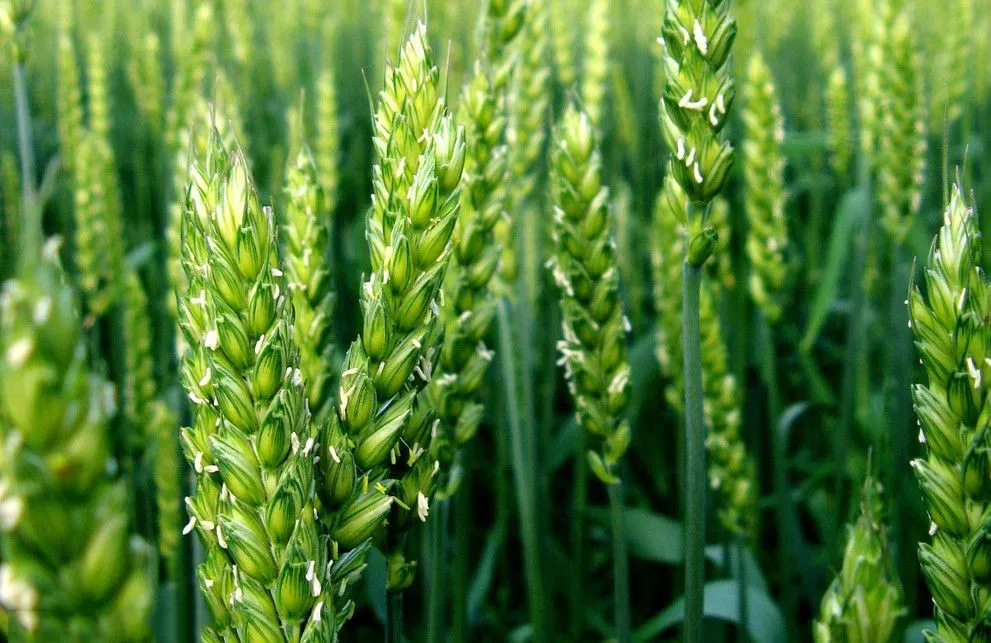 Barley Grass Raw Material