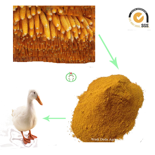 Yellow Feed Grade Corn Gluten Meal 60% Protein Powder