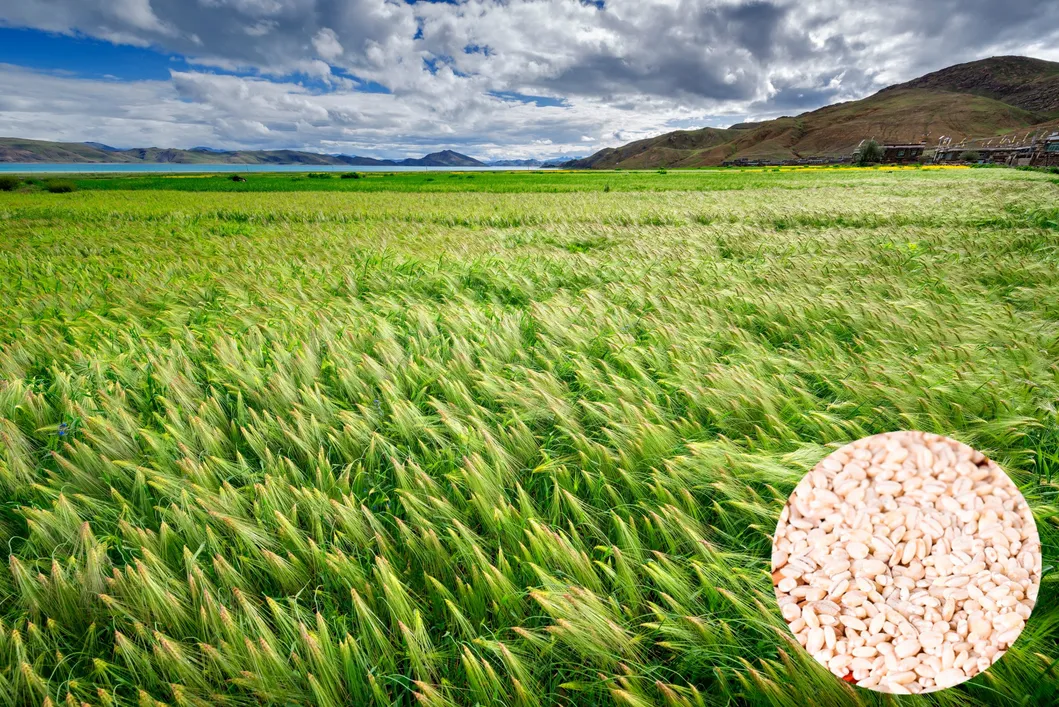 Barley Grass Drink Preparation