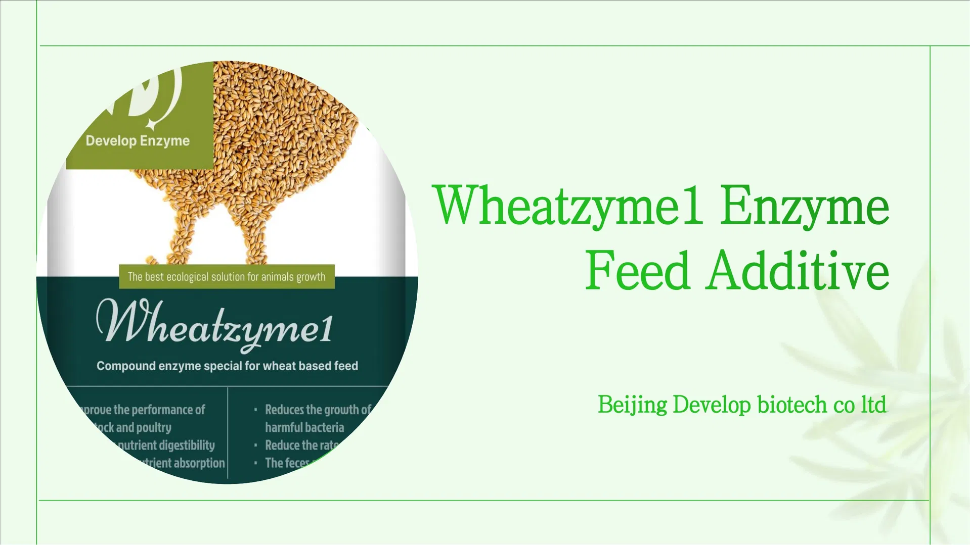 Gut Health Enzyme for Wheat Feed