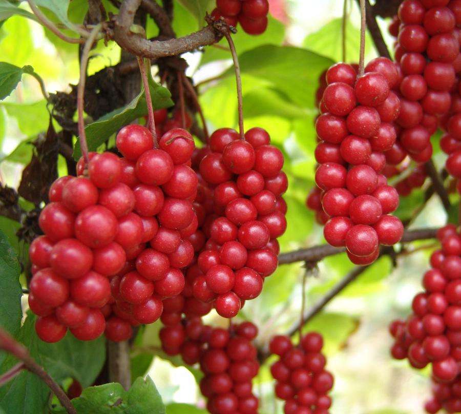 Schisandra Extract | Natural Adaptogen Herb | Liver Support &amp; Antioxidant Ingredient