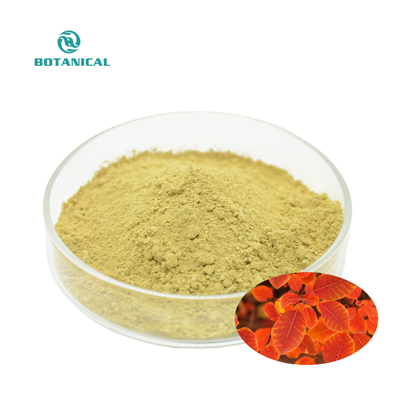 Premium Fisetin Extract 50% Botanical Antioxidant for Supplements &amp; Cosmetics Supply Private Label